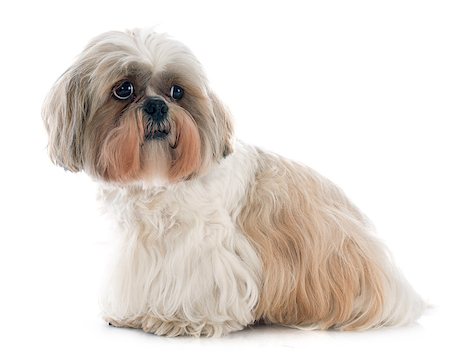 simsearch:400-07426558,k - purebred Shih Tzu in front of white background Stock Photo - Budget Royalty-Free & Subscription, Code: 400-07558447
