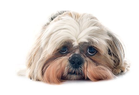 simsearch:400-07426558,k - purebred Shih Tzu in front of white background Stock Photo - Budget Royalty-Free & Subscription, Code: 400-07558448