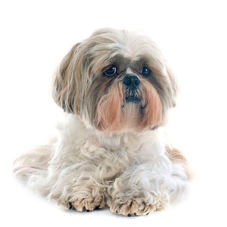 shiatsu - purebred Shih Tzu in front of white background Stockbilder - Microstock & Abonnement, Bildnummer: 400-07558449