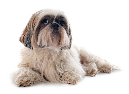 simsearch:400-07426558,k - purebred Shih Tzu in front of white background Stock Photo - Budget Royalty-Free & Subscription, Code: 400-07558454