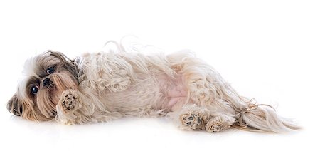 simsearch:400-07426558,k - purebred Shih Tzu in front of white background Stock Photo - Budget Royalty-Free & Subscription, Code: 400-07558455