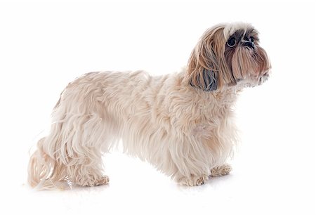 simsearch:400-07426558,k - purebred Shih Tzu in front of white background Stock Photo - Budget Royalty-Free & Subscription, Code: 400-07558456