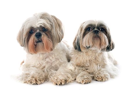 simsearch:400-07426558,k - two Shih Tzu in front of white background Stock Photo - Budget Royalty-Free & Subscription, Code: 400-07558450