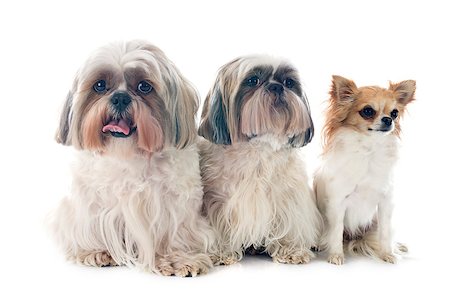 simsearch:400-07426558,k - purebred Shih Tzu and chihuahua in front of white background Stock Photo - Budget Royalty-Free & Subscription, Code: 400-07558451