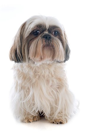 shiatsu - purebred Shih Tzu in front of white background Stockbilder - Microstock & Abonnement, Bildnummer: 400-07558452