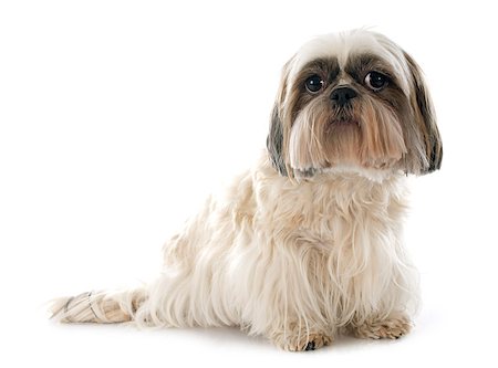 shiatsu - purebred Shih Tzu in front of white background Stockbilder - Microstock & Abonnement, Bildnummer: 400-07558453