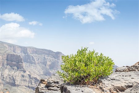 simsearch:862-05999703,k - Image of green bush on mountain Jebel Shams in Oman Stock Photo - Budget Royalty-Free & Subscription, Code: 400-07550046