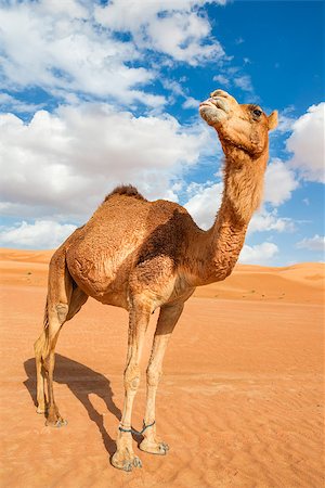 Image of camel in desert Wahiba Oman Stock Photo - Budget Royalty-Free & Subscription, Code: 400-07550043