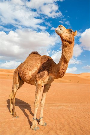 empty quarter desert - Image of camel in desert Wahiba Oman Photographie de stock - Aubaine LD & Abonnement, Code: 400-07550043