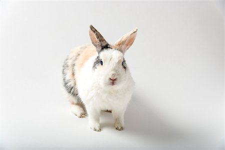 simsearch:400-04577365,k - Image of a rabbit on white background Photographie de stock - Aubaine LD & Abonnement, Code: 400-07550074