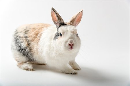 simsearch:400-06866996,k - Image of a rabbit on white background Foto de stock - Super Valor sin royalties y Suscripción, Código: 400-07550075