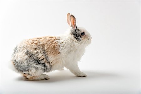 simsearch:400-06866996,k - Image of a rabbit on white background Foto de stock - Super Valor sin royalties y Suscripción, Código: 400-07550076
