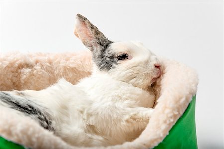 simsearch:400-07556485,k - Image of a rabbit on white background Photographie de stock - Aubaine LD & Abonnement, Code: 400-07550077