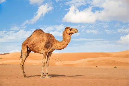 Image of camel in desert Wahiba Oman Stock Photo - Budget Royalty-Free & Subscription, Code: 400-07550070