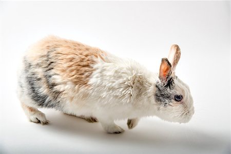 simsearch:400-04577365,k - Image of a rabbit on white background Photographie de stock - Aubaine LD & Abonnement, Code: 400-07550071
