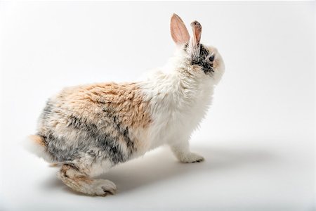 simsearch:400-06866996,k - Image of a rabbit on white background Foto de stock - Super Valor sin royalties y Suscripción, Código: 400-07550072