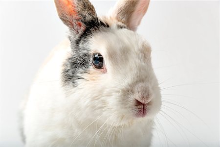 simsearch:400-06866996,k - Image of a rabbit on white background Foto de stock - Super Valor sin royalties y Suscripción, Código: 400-07550080