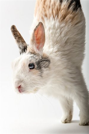 simsearch:400-06866996,k - Image of a rabbit on white background Foto de stock - Super Valor sin royalties y Suscripción, Código: 400-07550081