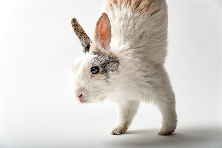 fluffy white rabbit - Image of a rabbit on white background Stock Photo - Budget Royalty-Free & Subscription, Code: 400-07550082