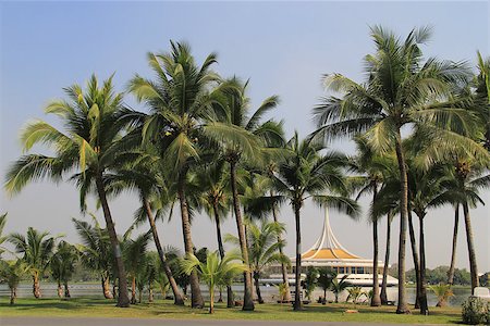 simsearch:400-04835760,k - Ratchamangkhala Pavilion is the main building of the Garden of the Great King section in Suanluang Rama IX Public Park with plam trees view. Foto de stock - Super Valor sin royalties y Suscripción, Código: 400-07550227