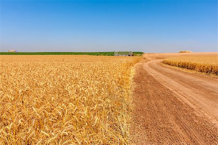 Country road between rural fields with ripe wheat under blue sky in Israel. Stock Photo - Budget Royalty-Free & Subscription, Code: 400-07550309