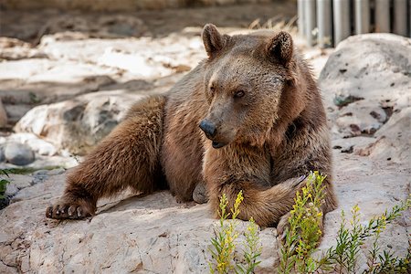 simsearch:400-07087733,k - Brown bear lying on rocks in Jerusalem Biblical Zoo. Foto de stock - Royalty-Free Super Valor e Assinatura, Número: 400-07550310