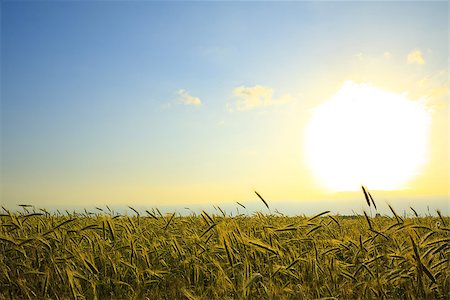 fields gold sunset - wheat field at sunset, landscape Stock Photo - Budget Royalty-Free & Subscription, Code: 400-07550385