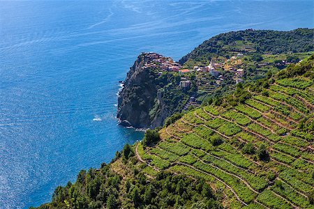 simsearch:400-07550760,k - Small village on the cliff and terraced vineyards on downhill with view on Mediterranean sea in Italy. Foto de stock - Royalty-Free Super Valor e Assinatura, Número: 400-07550394