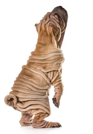 simsearch:400-05739781,k - dog begging - chinese shar pei puppy standing on back legs isolated on white background Stockbilder - Microstock & Abonnement, Bildnummer: 400-07550424