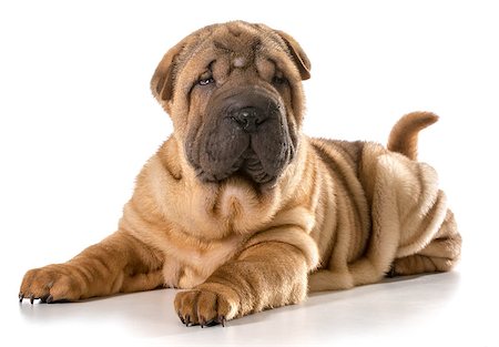 simsearch:400-04883639,k - chinese shar pei puppy laying down looking at viewer isolated on white background - 4 months old Stock Photo - Budget Royalty-Free & Subscription, Code: 400-07550425