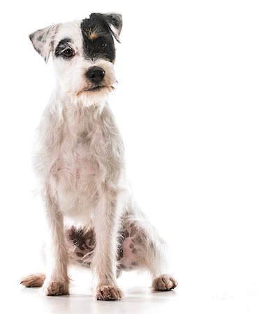 simsearch:400-06758887,k - jack russel terrier sitting Stock Photo - Budget Royalty-Free & Subscription, Code: 400-07550421