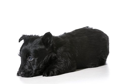 simsearch:400-06461634,k - Scottish Terrier puppy with shy bashful expression isolated on white background Stock Photo - Budget Royalty-Free & Subscription, Code: 400-07550449