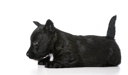 schottischer terrier - Scottish Terrier puppy laying down isolated on white background Stockbilder - Microstock & Abonnement, Bildnummer: 400-07550443