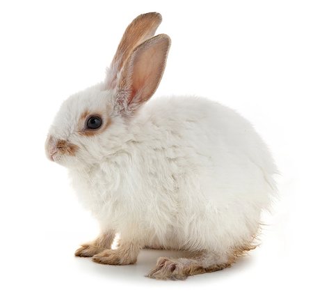 simsearch:400-04577365,k - White small rabbit isolated over white background Photographie de stock - Aubaine LD & Abonnement, Code: 400-07550469