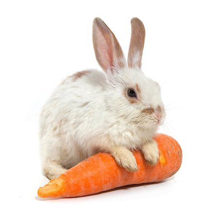 simsearch:400-06797181,k - White small rabbit isolated over white background Stock Photo - Budget Royalty-Free & Subscription, Code: 400-07550471