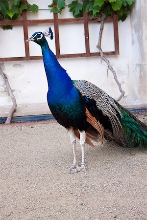 simsearch:400-07464044,k - Portrait of beautiful male indian peacock. Outdoors shot Stock Photo - Budget Royalty-Free & Subscription, Code: 400-07550484