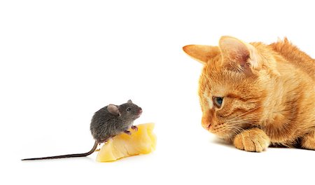 simsearch:400-07033712,k - Mouse and cat isolated on white background Stock Photo - Budget Royalty-Free & Subscription, Code: 400-07550485