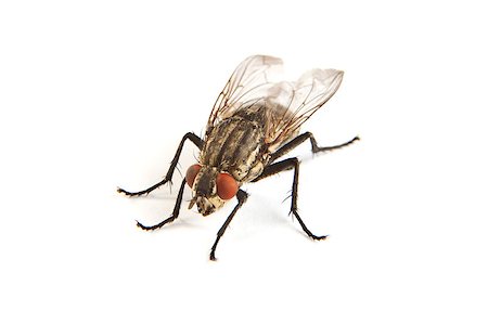 simsearch:400-04725341,k - Macro shot of a housefly, Fly isolated on a white background Photographie de stock - Aubaine LD & Abonnement, Code: 400-07550486