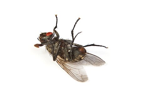 Macro shot of a dead housefly, Fly isolated on a white background Stock Photo - Budget Royalty-Free & Subscription, Code: 400-07550488