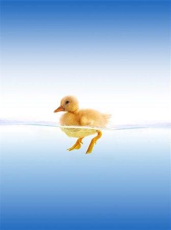 simsearch:400-05905849,k - The yellow duckling swimming isolated on a white background Stockbilder - Microstock & Abonnement, Bildnummer: 400-07550481