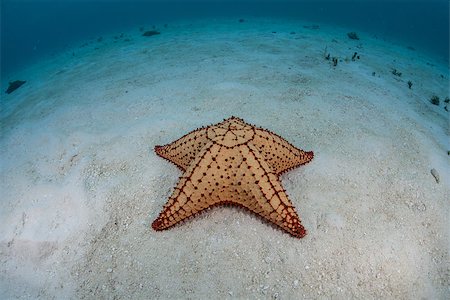 A Cushion sea star (Oreaster reticulatus) crawls slowly across a shallow sand flat in the warm waters of the Caribbean Sea. This species is common throughout the Caribbean. Stock Photo - Budget Royalty-Free & Subscription, Code: 400-07550783