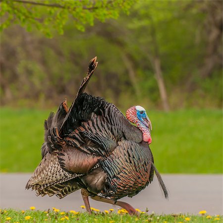 Strutting male wild turkey displaying in the spring mating season. Stock Photo - Budget Royalty-Free & Subscription, Code: 400-07550815