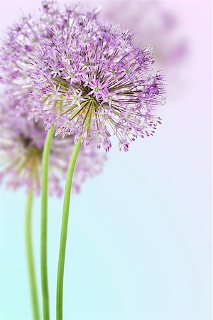 Close-up of allium in full bloom Stock Photo - Budget Royalty-Free & Subscription, Code: 400-07551149