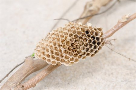 Nest of wasp in the nature or in the garden Stock Photo - Budget Royalty-Free & Subscription, Code: 400-07551508