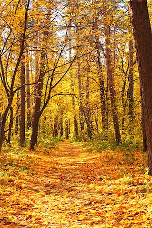 sun rays forest footpath images - Beautiful landscape - autumn forest Stock Photo - Budget Royalty-Free & Subscription, Code: 400-07551707