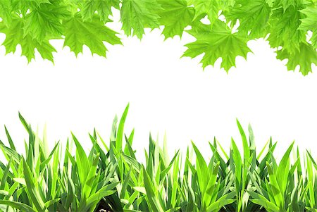 Maple leaves and green grass. Isolated on white background Stock Photo - Budget Royalty-Free & Subscription, Code: 400-07551702