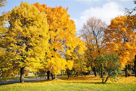 simsearch:400-04318525,k - Beautiful autumn trees on a sunny day Stock Photo - Budget Royalty-Free & Subscription, Code: 400-07551757