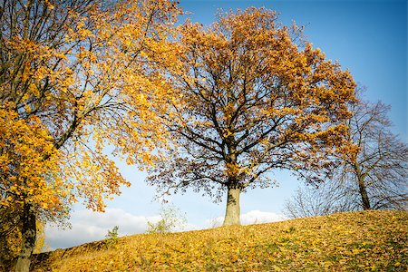 simsearch:400-04318525,k - Beautiful autumn oak tree on a sunny day Stock Photo - Budget Royalty-Free & Subscription, Code: 400-07551758