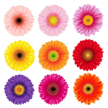 Big Colorful Gerbers Flowers Set, Vector Illustration Foto de stock - Super Valor sin royalties y Suscripción, Código: 400-07551788