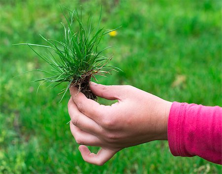 simsearch:400-08074641,k - Hand holding turf grass and earth Stock Photo - Budget Royalty-Free & Subscription, Code: 400-07552240